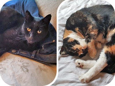 Testimonial - Two Cats Owned By Julie