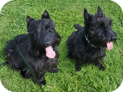Testimonial - Two Scottish Terriers Owned By Manlize