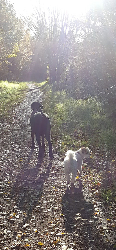 Dogs walking in woodland