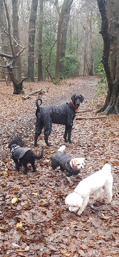 Dogs walking in a wood