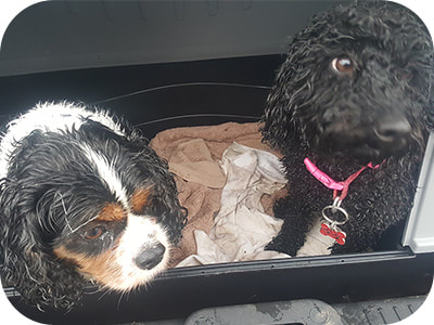 Testimonial - Lexi and Lewis, two dogs owned by Kim